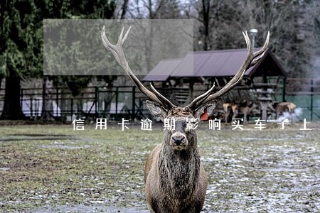 信用卡逾期影响买车子上牌吗 信用卡逾期影响买车子上牌吗