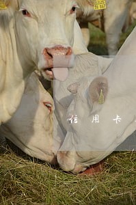 信用卡逾期影响事业单位