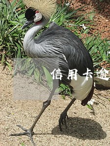 信用卡逾期影响事业编选调吗 信用卡逾期影响事业编选调吗