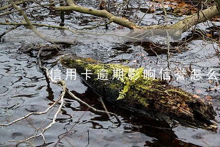 信用卡逾期影响信誉怎么办 信用卡逾期影响信誉怎么办