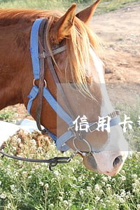 信用卡逾期影响信贷吗 信用卡逾期影响信贷吗