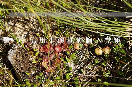 信用卡逾期影响入党嘛 信用卡逾期影响入党嘛