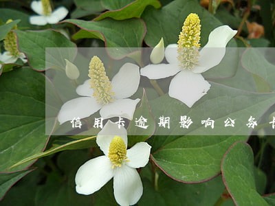 信用卡逾期影响公务卡办理吗