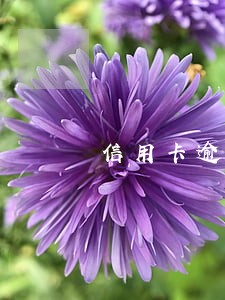 信用卡逾期影响公司注册不 信用卡逾期影响公司注册不