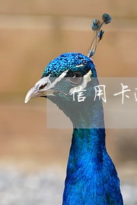 信用卡逾期影响公司注册码 信用卡逾期影响公司注册码