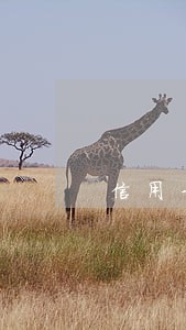 信用卡逾期影响公积金么 信用卡逾期影响公积金么