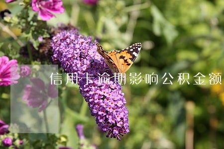 信用卡逾期影响公积金额度吗 信用卡逾期影响公积金额度吗
