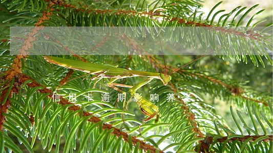 信用卡逾期影响养老 信用卡逾期影响养老