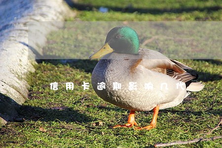信用卡逾期影响几代