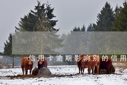 信用卡逾期影响别的信用卡吗 信用卡逾期影响别的信用卡吗