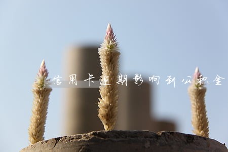 信用卡逾期影响到公积金吗 信用卡逾期影响到公积金吗