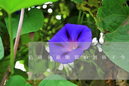 信用卡逾期影响到孩子今后吗 信用卡逾期影响到孩子今后吗