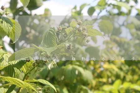 信用卡逾期影响办公务卡 信用卡逾期影响办公务卡