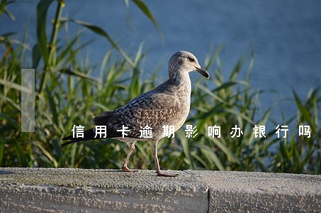 信用卡逾期影响办银行吗
