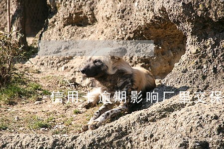 信用卡逾期影响厂里交保险吗