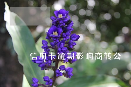 信用卡逾期影响商转公 信用卡逾期影响商转公