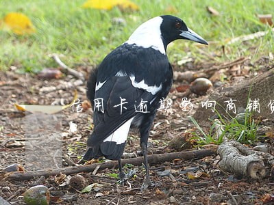 信用卡逾期影响商铺贷款