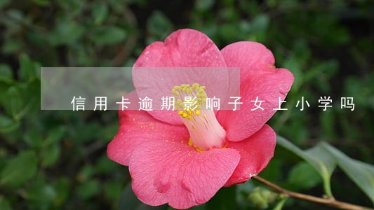 信用卡逾期影响子女上小学吗 信用卡逾期影响子女上小学吗