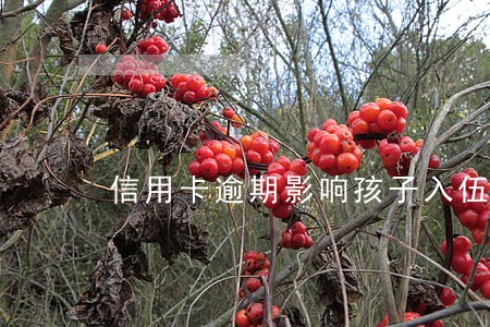 信用卡逾期影响孩子入伍吗