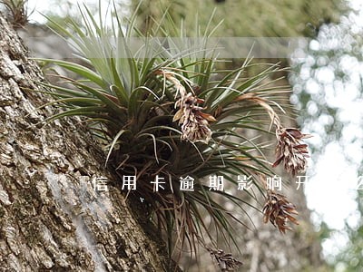 信用卡逾期影响开卡么