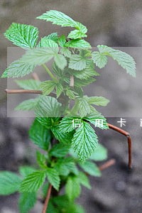 信用卡逾期影响当护士吗 信用卡逾期影响当护士吗