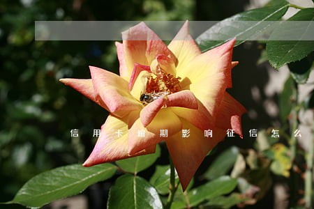 信用卡逾期影响征信怎么消掉