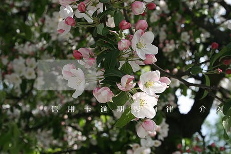 信用卡逾期影响律师介入吗 信用卡逾期影响律师介入吗