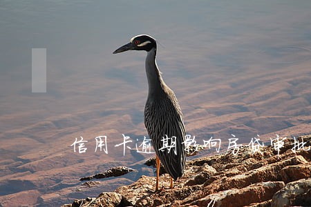 信用卡逾期影响房贷审批 信用卡逾期影响房贷审批