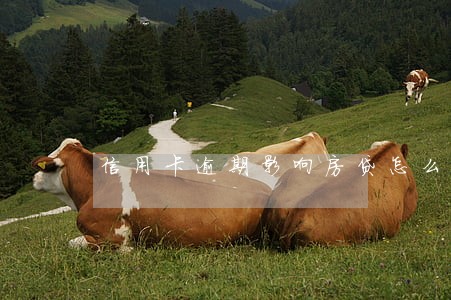 信用卡逾期影响房贷怎么办 信用卡逾期影响房贷怎么办