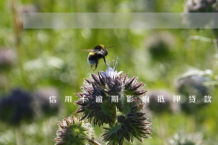 信用卡逾期影响抵押贷款么 信用卡逾期影响抵押贷款么