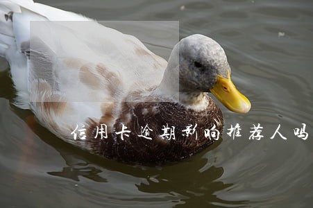 信用卡逾期影响推荐人吗 信用卡逾期影响推荐人吗