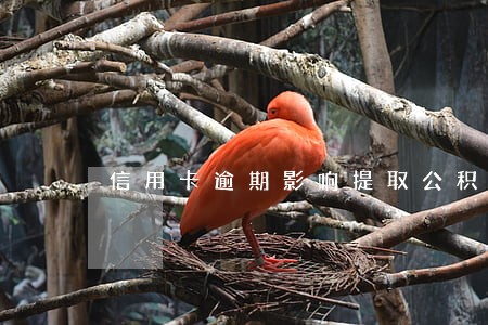 信用卡逾期影响提取公积金么 信用卡逾期影响提取公积金么