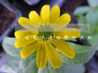 信用卡逾期影响提额 信用卡逾期影响提额