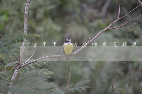 信用卡逾期影响提高额度吗 信用卡逾期影响提高额度吗