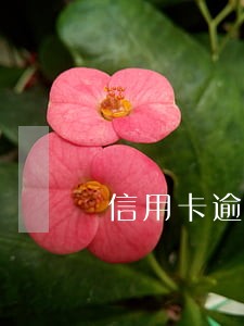 信用卡逾期影响村委选举吗 信用卡逾期影响村委选举吗