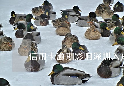 信用卡逾期影响深圳入户吗 信用卡逾期影响深圳入户吗