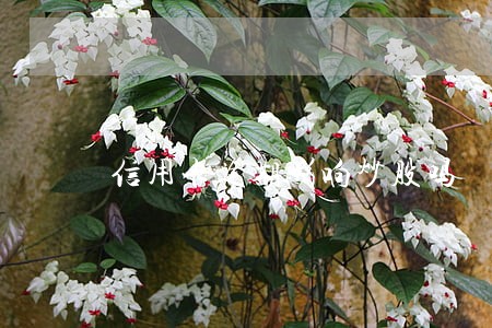 信用卡逾期影响炒股吗 信用卡逾期影响炒股吗