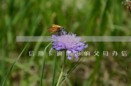 信用卡逾期影响父母办信用卡吗 信用卡逾期影响父母办信用卡吗