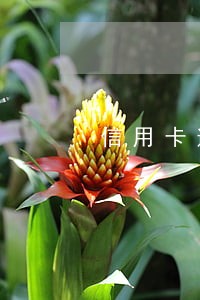 信用卡逾期影响签证
