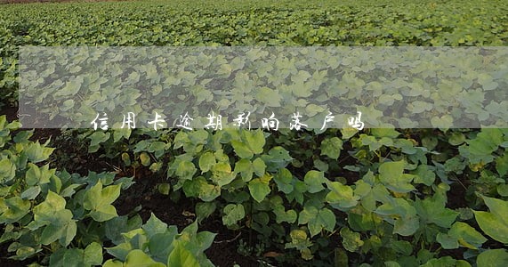 信用卡逾期影响落户吗 信用卡逾期影响落户吗
