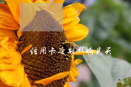 信用卡逾期影响贝买 信用卡逾期影响贝买