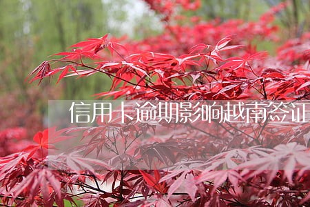 信用卡逾期影响越南签证吗