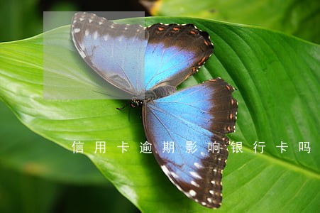 信用卡逾期影响银行卡吗