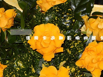 信用卡逾期影响附属卡