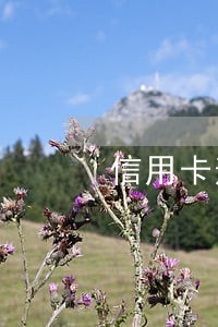 信用卡逾期影有什么影响