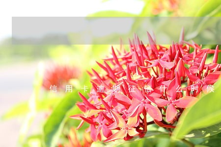 信用卡逾期征信什么时候能好