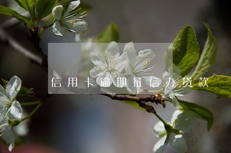 信用卡逾期征信办贷款 信用卡逾期征信办贷款