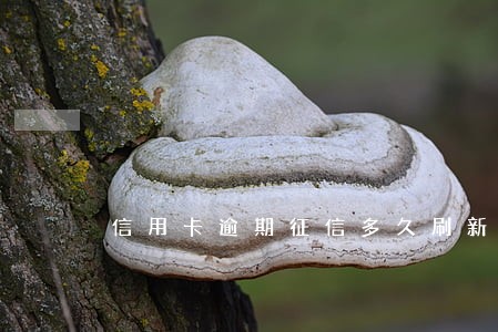 信用卡逾期征信多久刷新 信用卡逾期征信多久刷新
