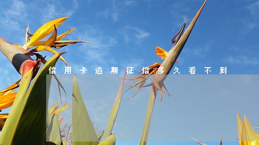 信用卡逾期征信多久看不到 信用卡逾期征信多久看不到