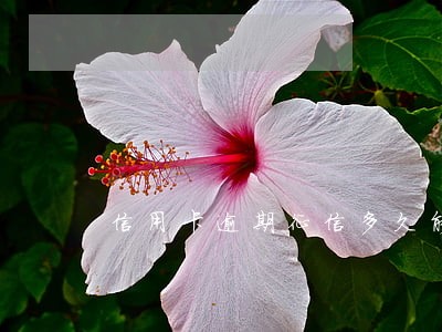 信用卡逾期征信多久能显示 信用卡逾期征信多久能显示